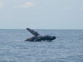 Humpback Whale off the coast of Costa Ballena&nbsp;-&nbsp;Playa Uvita, South Puntarenas