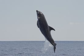 Amazing jumping dolphin in Osa Peninsula&nbsp;-&nbsp;Drake Bay, South Puntarenas
