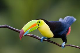 Keel Billed Toucan preparing to fly on forest
