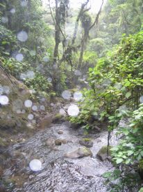River & Forest at Poas Volcano Park&nbsp;-&nbsp;Po�s Volcano National Park, Alajuela
