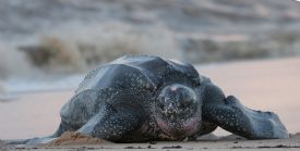 Leatherback Turtle coming out of ocean&nbsp;-&nbsp;Las Baulas de Guanacaste National Marine Park, Guanacaste