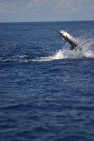 Marlin in Southern Costa Rica&nbsp;-&nbsp;Golfito, South Puntarenas