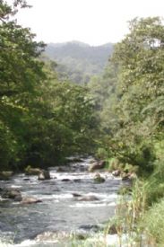 Monteverde Cloud Forest Reserve Stream