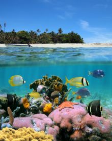 Under the sea & above the land in the Bocas del Toro, Panama
