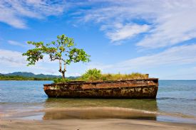 Old vessel with tree in Puerto Viejo