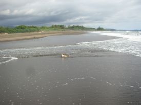 Olive Ridley Sea Turtle
