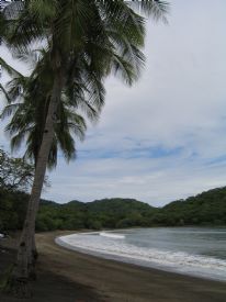 Tropical Coconut Palm&nbsp;-&nbsp;Playa Panama, Guanacaste