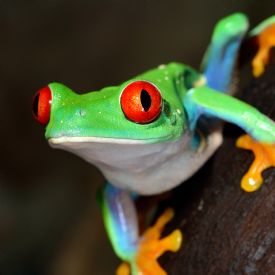 Close up on red Eye Tree Frog, Manzanillo&nbsp;-&nbsp;Manzanillo, Limon