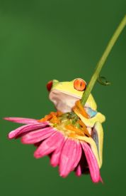 Javi the Frog on flower, Manzanillo&nbsp;-&nbsp;Manzanillo, Limon