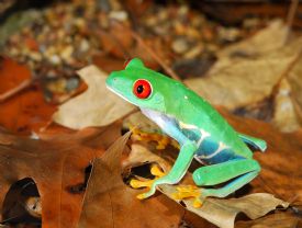 Red Eye Tree Frog in forest&nbsp;-&nbsp;Manzanillo, Limon