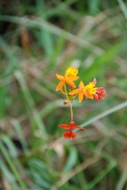 Beautiful small Spain flag Orquid at Arenal Volcano Natl. Park&nbsp;-&nbsp;Arenal Volcano National Park, Alajuela