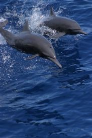 Spinner Dolphins near Tortuga Island
