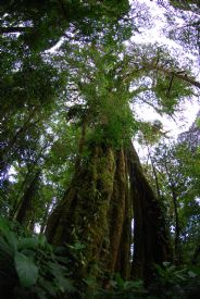 Strangler Fig in Monteverde Cloud Forest Reserve&nbsp;-&nbsp;Monteverde Cloud Forest Biological Reserve, North Puntarenas
