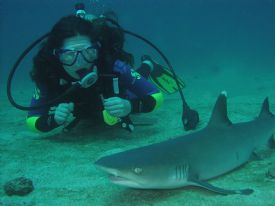 White Tip Reef Shark&nbsp;-&nbsp;Drake Bay, South Puntarenas