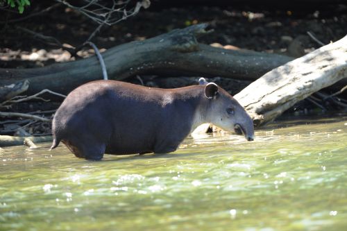 Bairds Tapir in shallow water in the Golfo Dulce Reserve
