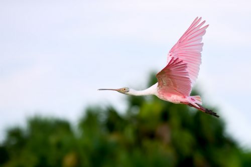 Roseate Spoonbill flying at Pajaros Island Biological Reserve