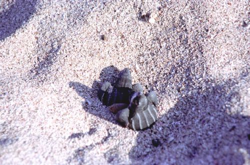 Baby Leatherback Turtle Hatching