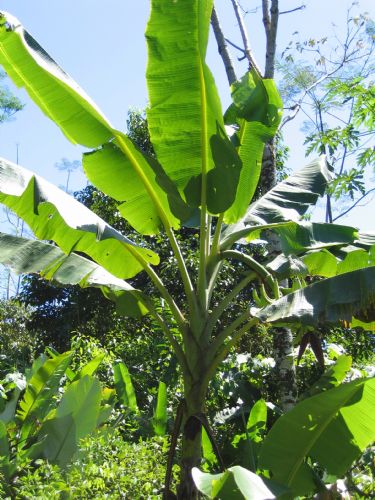 Banana Tree