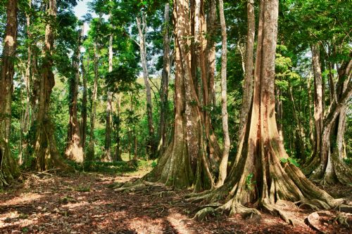 Big trees in San Jose de la Montana