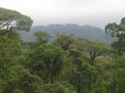 Brauilo Carrillo Park Canopy
