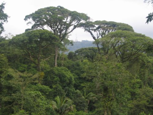 Canopy of Brauilo Carrillo National Park