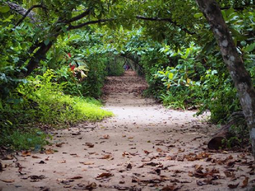 Trail in Cahuita National Park