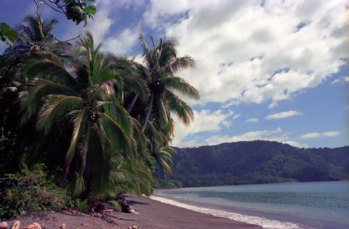 Tropical Beach with Coconut Palms