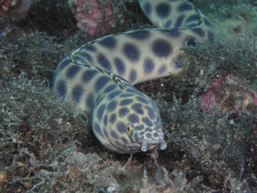 Scuba Diving with eels