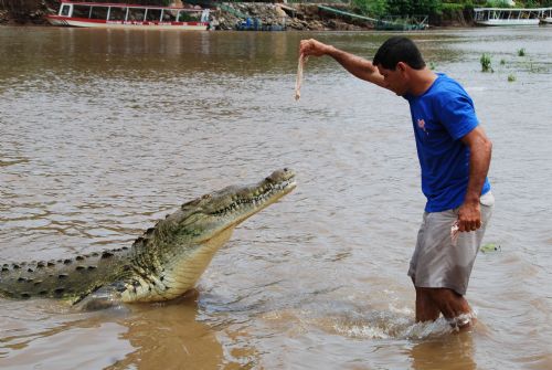 Crazy tour guide feeding a large crocodile