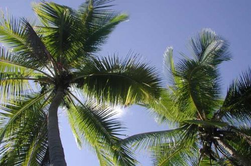 Beautiful Palm Trees at Drake Bay