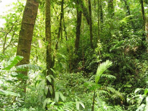 Beautiful green forest at Monteverde Cloud Forest Reserve