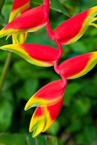 Beautiful Heliconia in La Garita