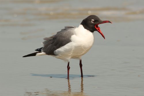 Laughing Gull calling on beach in Cabo Blanco Reserve