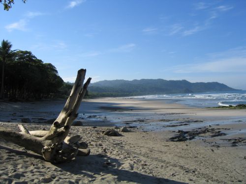 Mal Pais Beach Driftwood