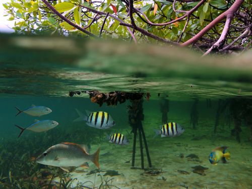 Mangroves at Damas Island