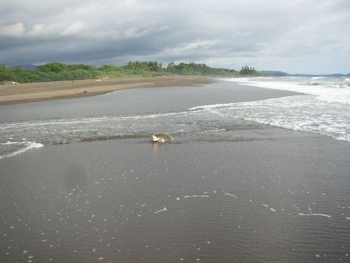Olive Ridley Sea Turtle