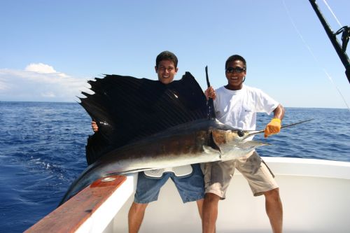 Sailfish in Southern Costa Rica