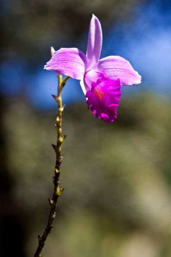 Orchid Flower at La Amistad International Park