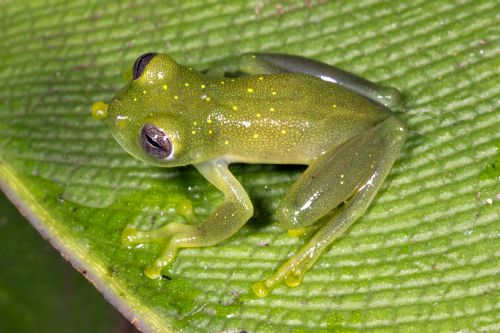 Yellow-flecked Glass Frog at Rio Macho Forest Reserve