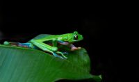Genetic studies of the blue-sided leaf frog contribute to conservation