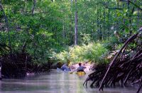 Kayak through Costa Rica's rivers & mangroves
