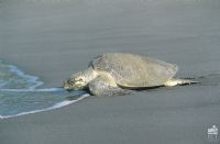 Sea Turtle going back to sea