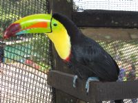 Keel-billed Toucan