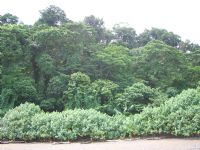 Forest Backdrop at Ballena National Marine Park&nbsp;-&nbsp;Ballena National Marine Park, South Puntarenas