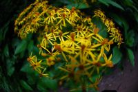 Beautiful Flowers in Costa Rica- Photo Gallery