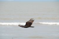 Black Vulture flyin over Playa Zancudo