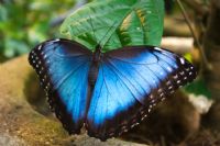 Beautiful Butterflies in Costa Rica - Photo Gallery