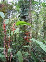 Brauilo Carrillo Fauna&nbsp;-&nbsp;Braulio Carrillo National Park, Heredia