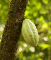Cacao Pod on Tree can be made into chocolate