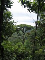 Brauilo Carrillo Canopy&nbsp;-&nbsp;Braulio Carrillo National Park, Heredia